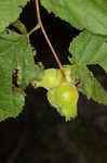 American hazelnut